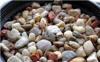 ecd7057f-mammillaria sanchez-mejoradae.JPG